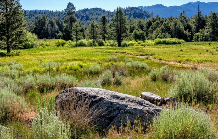Washoe Meadows State Park, California, USA
